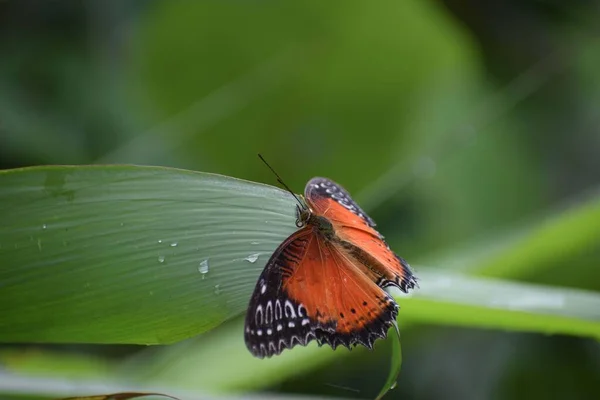 在植物叶子上的红色羽翼蝴蝶的特写镜头 — 图库照片