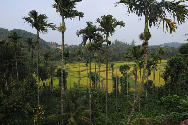 Kasvetli Bir Günde Palmiye Ağaçları Ekinlerden Oluşan Güzel Bir Manzara — Stok fotoğraf