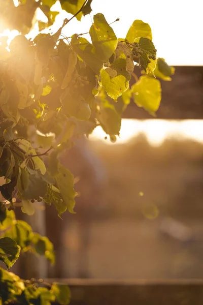 Вертикальный Снимок Солнечных Лучей Видимых Сквозь Зеленые Листья Саду — стоковое фото