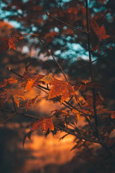 Sonbaharda Ormandaki Ağaç Yapraklarının Seçici Odak Noktası — Stok fotoğraf