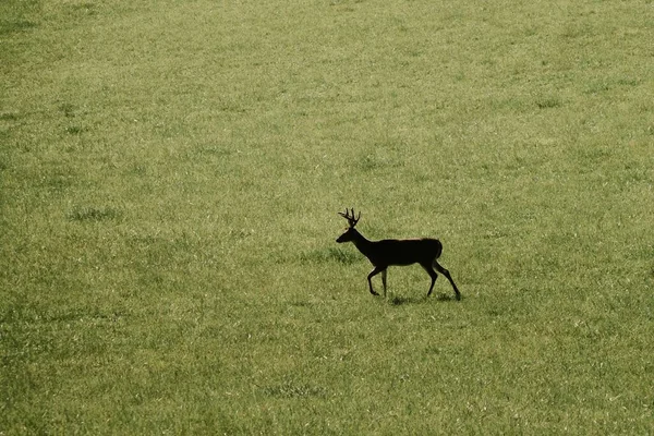 阳光灿烂的日子里 驯鹿在青草地上吃草时被空中射中了一枪 — 图库照片