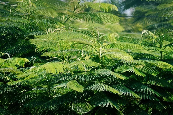 Piękne Zdjęcie Brazylijskiego Drzewa Ognistego Lub Brazylijskiej Paproci Schizolobium Parahyba — Zdjęcie stockowe