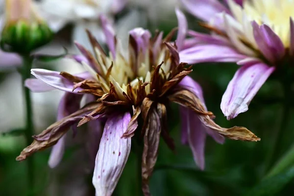 Enfoque Selectivo Del Crisantemo Chino Púrpura Seco Jardín —  Fotos de Stock