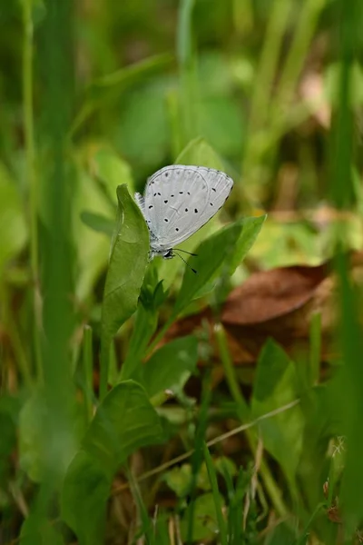 Nahaufnahme Eines Frühlingshaften Schmetterlings Auf Einer Pflanze Einem Garten — Stockfoto