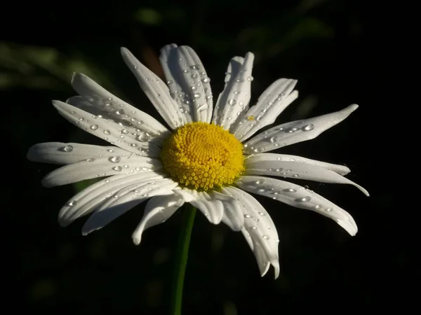Eine Nahaufnahme Einer Gänseblümchenblume Mit Wassertropfen — Stockfoto