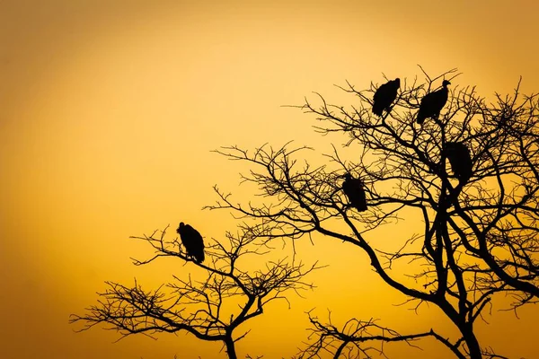 Czarne Sylwetki Suchych Drzew Sępami Siedzącymi Bezlistnych Gałęziach Pod Pomarańczowym — Zdjęcie stockowe
