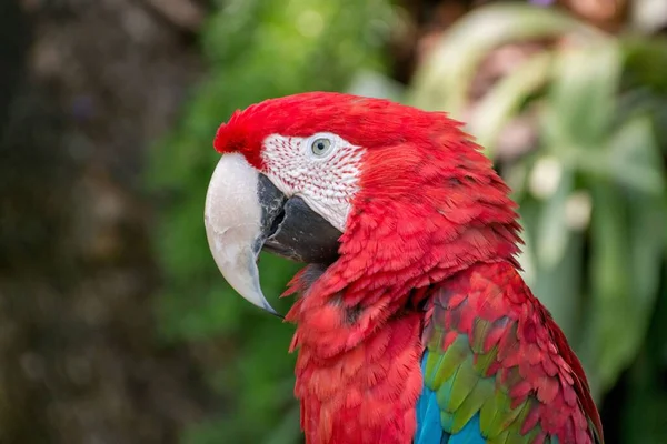 Gros Plan Sélectif Oiseau Aras Rouge Vert — Photo