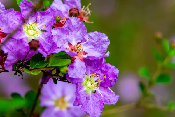 A shallow focus of a purple Pride of India (Lagerstroemia speciosa) with blur background