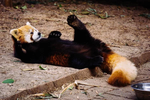 Egy Közeli Kép Egy Aranyos Piros Panda Játszik Földön Állatkertben — Stock Fotó