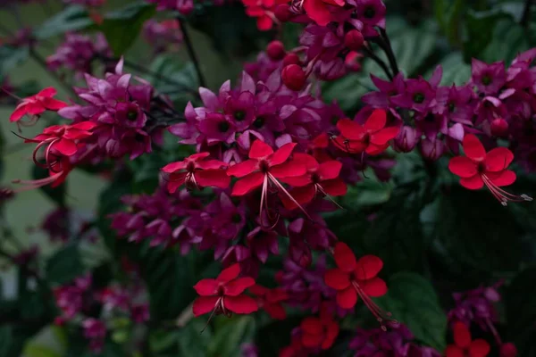Primer Plano Glorybowers Llameantes Rojos Violetas Jardín Con Hojas Borrosas — Foto de Stock
