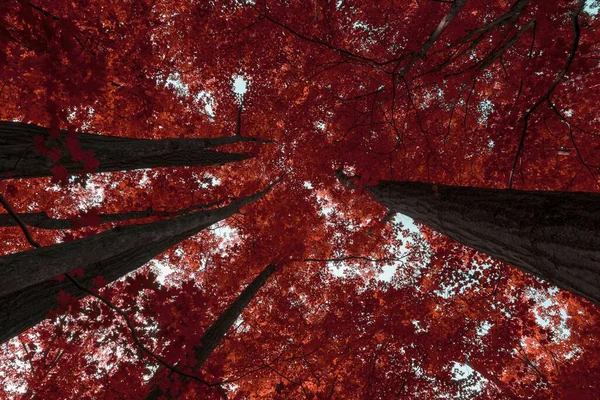 stock image A low angle shot of tall trees with red leaves in autumn