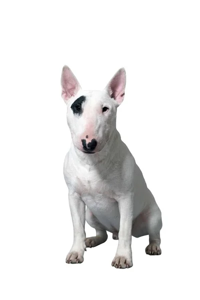 白色公牛猎狗的特写 坐在白色背景下的家畜 警犬被隔离在演播室 — 图库照片