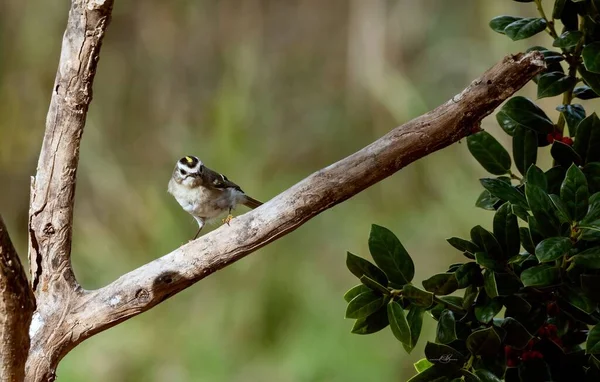 Golden Crowned Kinglet Perched Tree Branch — Stock Photo, Image