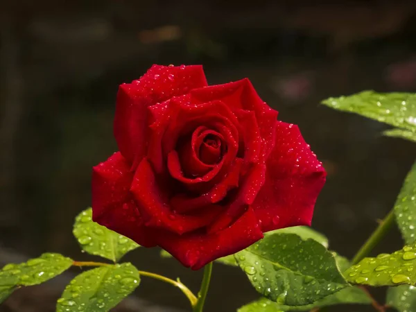 水道管付きの赤いバラの花の植物の閉鎖 — ストック写真