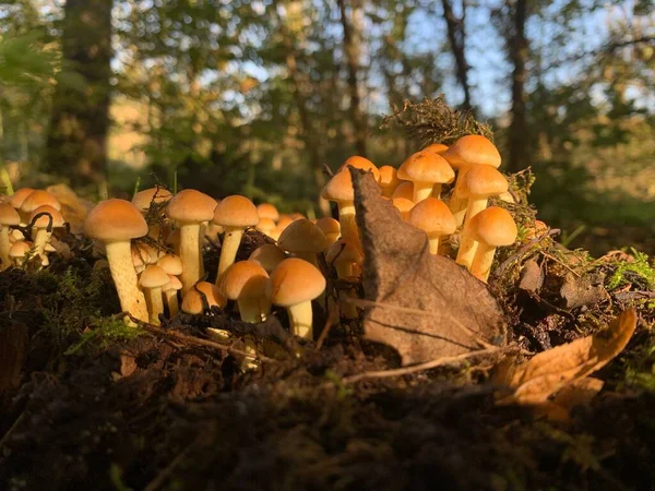 Tiro Seletivo Cogumelos Agaricus Bisporus Cultivado Solo Folhagem Uma Floresta — Fotografia de Stock