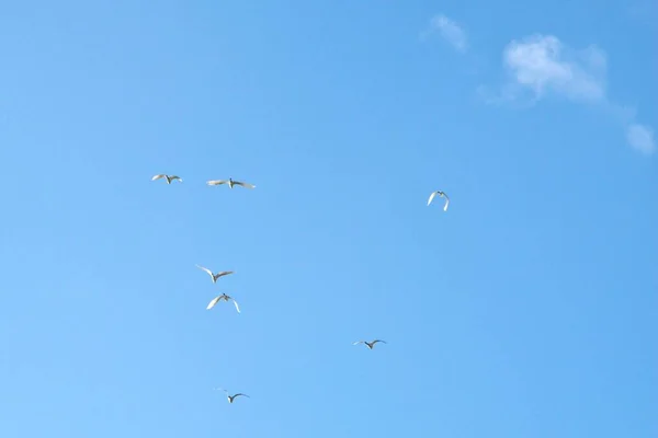 Ptáci Letu Modrá Obloha Poblíž Cairns Queenslandu Austrálie — Stock fotografie