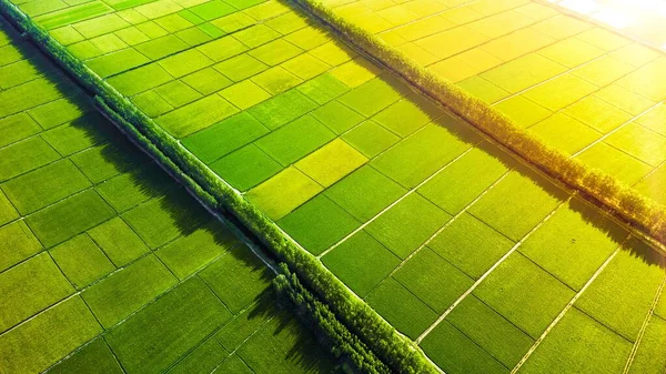 Een Luchtfoto Van Plantagevelden Met Horizon Achtergrond Een Zonnige Dag — Stockfoto
