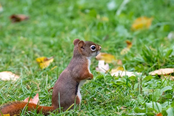 Piękne Zbliżenie Małej Wiewiórki Trawie — Zdjęcie stockowe