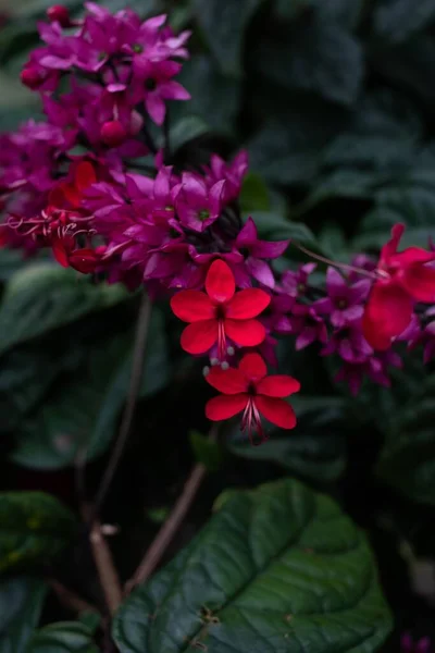 一个由红色和紫色火红的荣耀者组成的垂直的特写镜头在花园里 树叶的背景模糊不清 — 图库照片