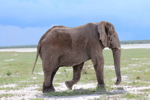 Elephant Loxodonta Walking Grass Daytime — Stock Photo, Image