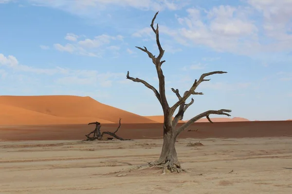 Μια Σκηνή Από Γυμνά Δέντρα Φόντο Την Έρημο Κατά Διάρκεια — Φωτογραφία Αρχείου