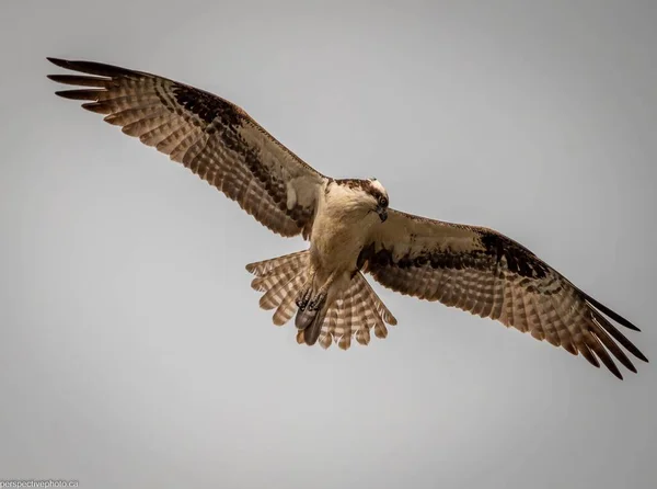 Vacker Utsikt Över Osprey Flyger Luften — Stockfoto