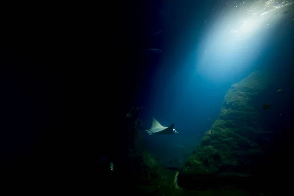 Egy Aranyos Kis Vonósugár Úszkál Sötét Óceánban Fényes Napsugárral Felszínen — Stock Fotó
