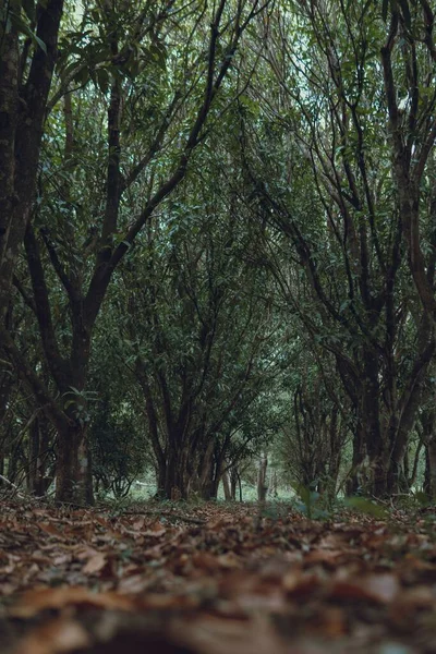 Tiro Vertical Uma Bela Floresta Dia Ensolarado — Fotografia de Stock