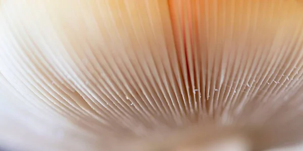 ハエの獣キノコの帽子の下のマクロショット — ストック写真