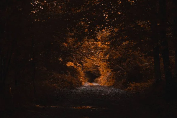 Дивовижний Золотий Тунель Освітлений Золотим Заходом Сонця — стокове фото