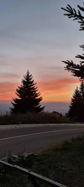 在松树间的高速公路前 一个美丽的落日的垂直镜头 — 图库照片