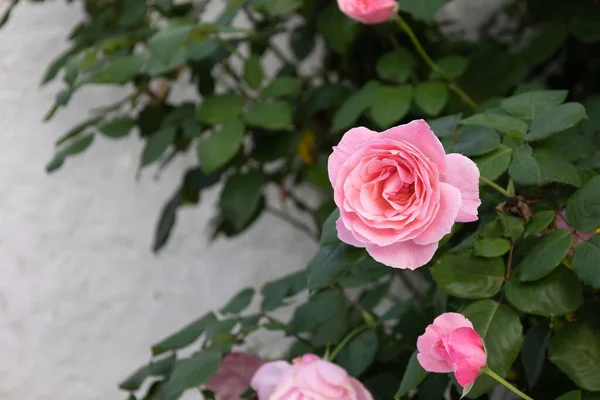 Růžová Růže Zblízka Střílel — Stock fotografie