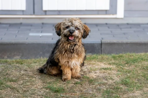一只棕色的西藏小狗坐在草原上 — 图库照片