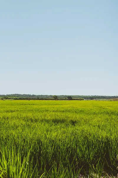 青空の下の緑豊かな水田の垂直ショット — ストック写真