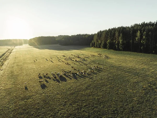 Uma Vista Aérea Uma Manada Ovelhas Pastando Campo Durante Dia — Fotografia de Stock