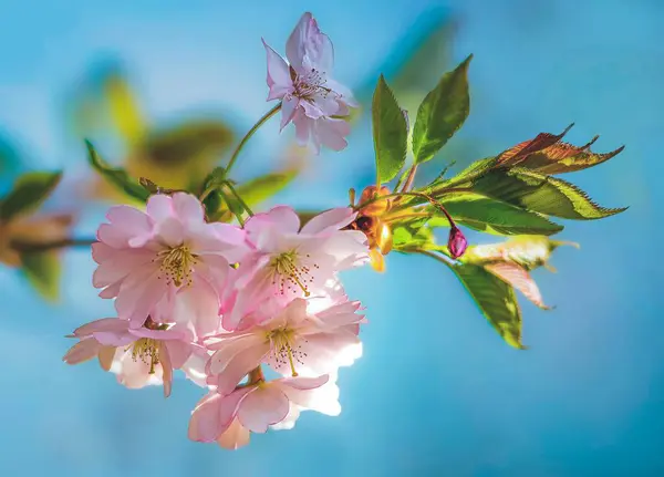 Gros Plan Fleurs Cerisier Fleurs Avec Fond Ciel — Photo