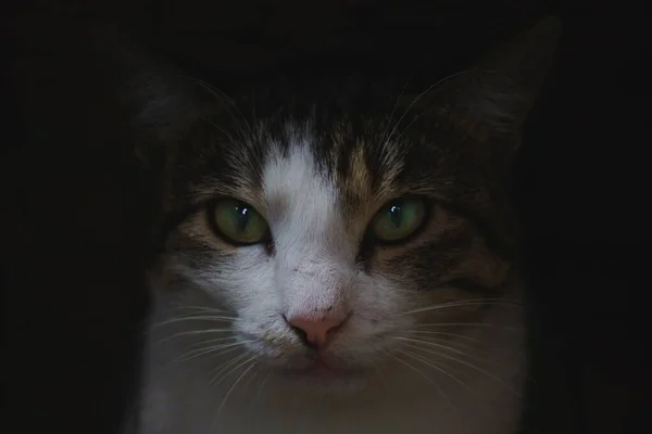 Detailní Záběr Rozkošné Domácí Kočky Jasnýma Zelenýma Očima — Stock fotografie