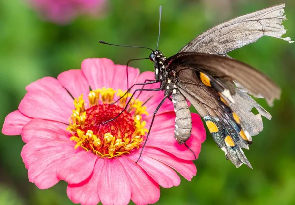Närbild Pipevine Swallowtail Sittande Blomman — Stockfoto