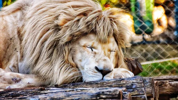 Detailní Záběr Samce Lva Spícího Zoo — Stock fotografie