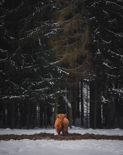 Colpo Verticale Una Mandria Bovini Altopiano Nella Neve — Foto Stock