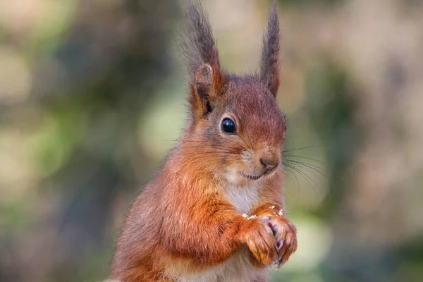 Nahaufnahme Eines Roten Eichhörnchens Einem Wald Sonnenlicht Mit Verschwommenem Hintergrund — Stockfoto