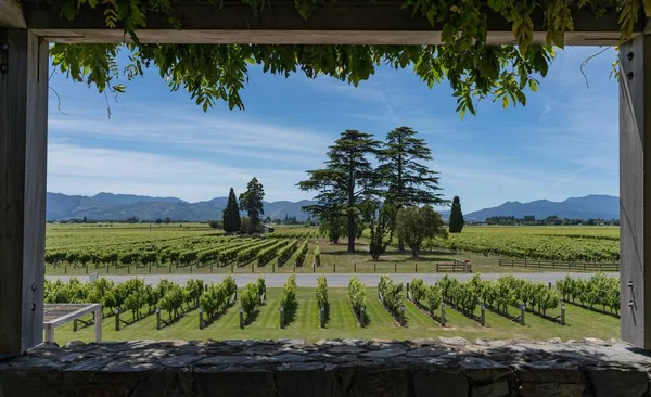 Een Prachtig Uitzicht Een Wijngaard Een Zonnige Dag — Stockfoto