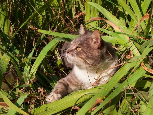 Nahaufnahme Einer Grau Weißen Katze Die Einem Sonnigen Tag Gras — Stockfoto