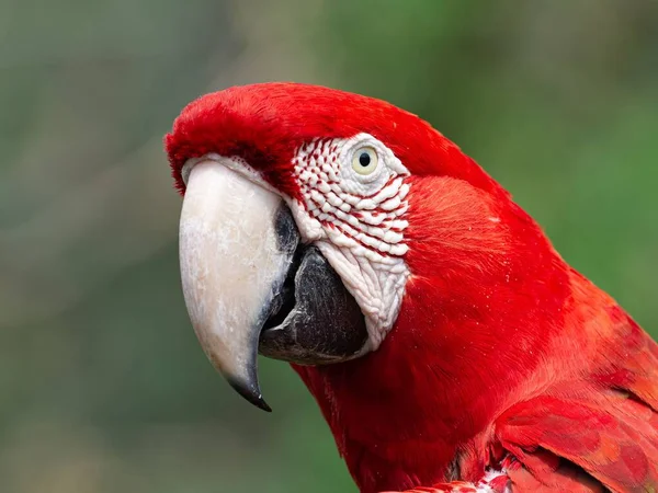 Santa Cruz Sierra Bolivya Kırmızı Bir Papağanın Yakın Çekimi — Stok fotoğraf