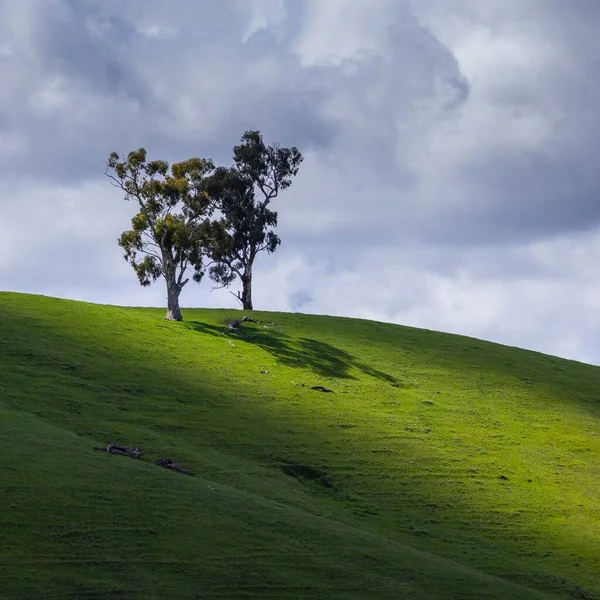 Árboles Retroiluminados Una Colina Verde Proyectan Largas Sombras Con Nubes — Foto de Stock
