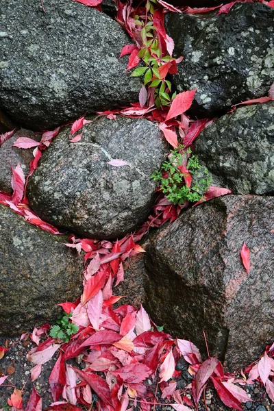 波兰Malbrok的一片垂直的石子和红叶 — 图库照片