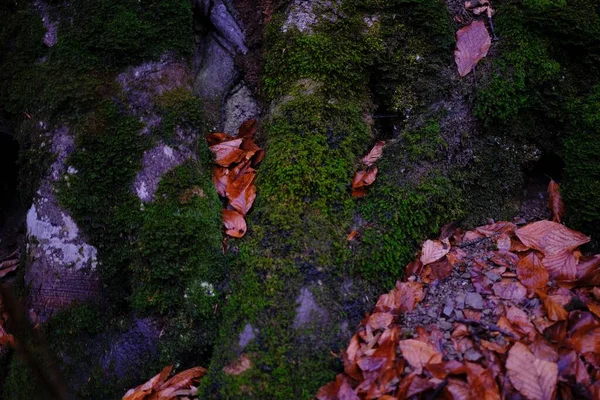 绿色苔藓覆盖在树林的树干与模糊的背景 特写镜头 — 图库照片