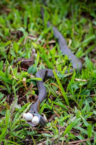 Grass Snake Eating Two Eggs Grass Ground — Stock Photo, Image