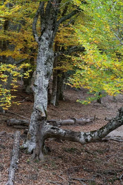 Eine Vertikale Aufnahme Bunter Bäume Wald Von Hayedo Montejo Madrid — Stockfoto