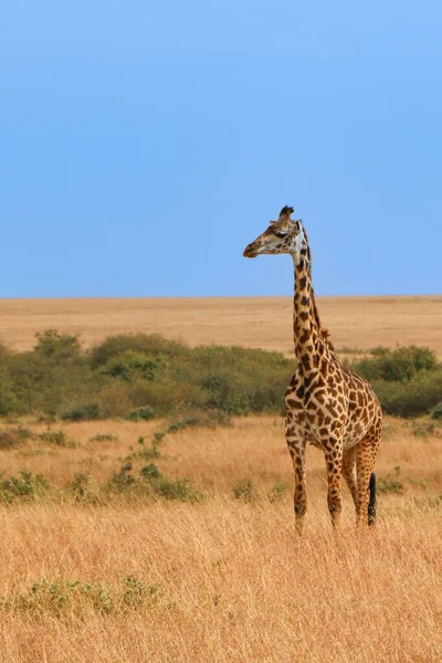 Een Prachtig Uitzicht Een Giraffe Blauwe Lucht — Stockfoto
